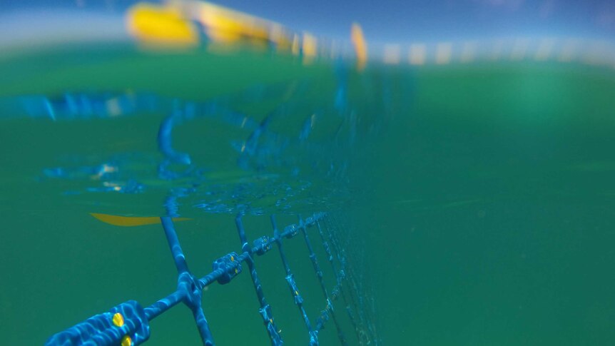 The top of an eco shark barrier sitting above the ocean's surface and the barrier as it appears just below the water