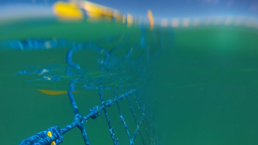 The top of an eco shark barrier sitting above the ocean's surface and the barrier as it appears just below the water