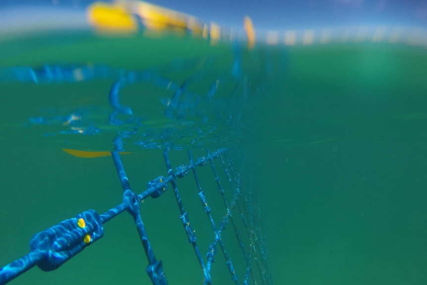 The top of an eco shark barrier sitting above the ocean's surface and the barrier as it appears just below the water