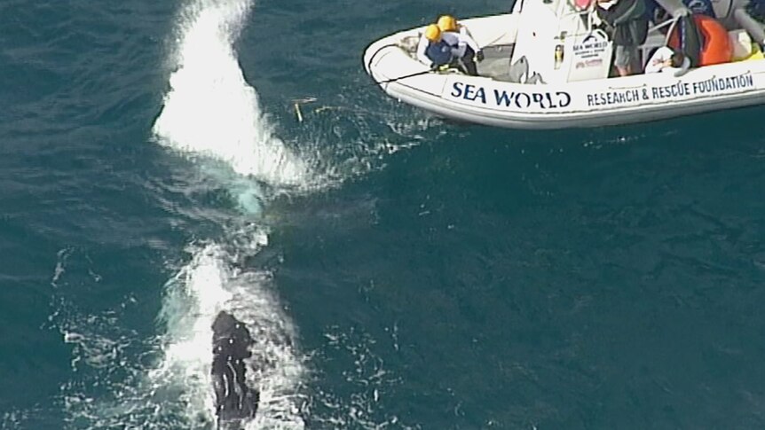 A whale thrashes its tail near a Sea World rescue boat