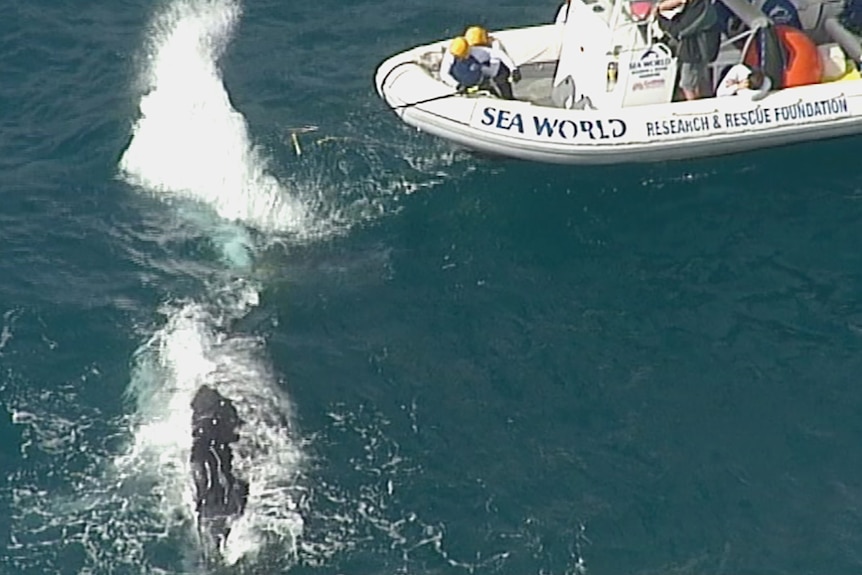 A whale thrashes its tail near a Sea World rescue boat