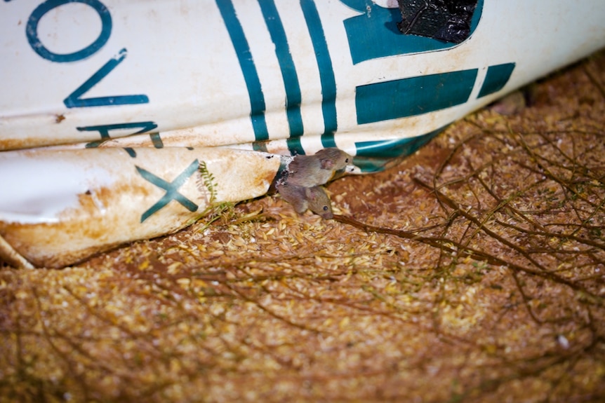 Mice exiting silo bag of grain.