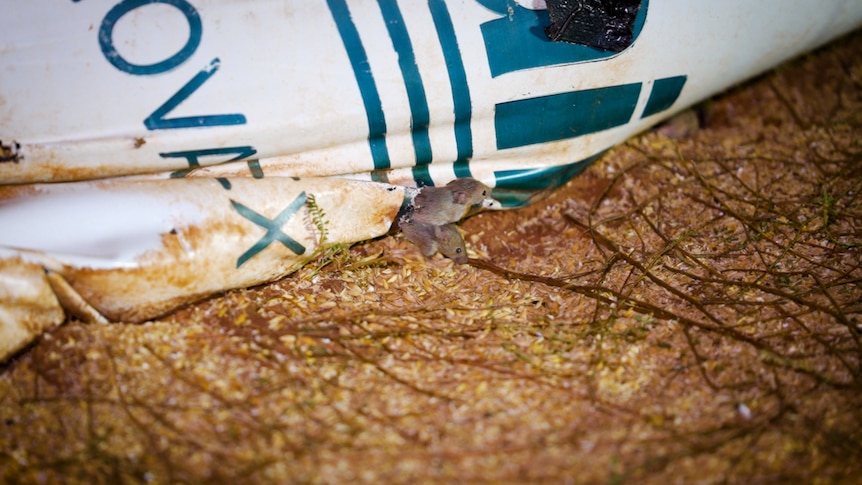 Mice exiting silo bag of grain.