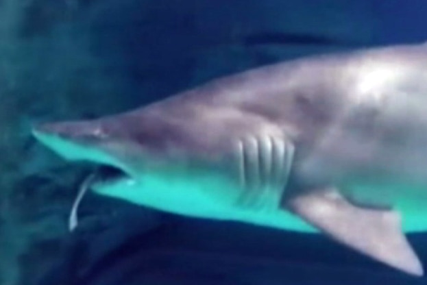 Shark swims with tail hanging out its mouth