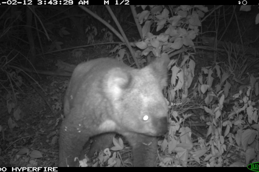 A koala caught on camera.