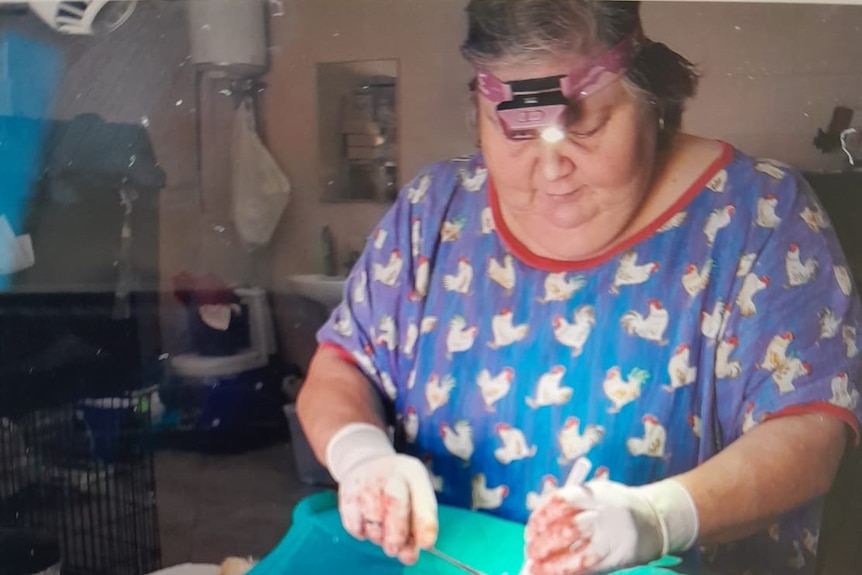 A vet wearing scrubs performs surgery on animal.