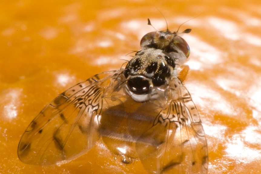 A male Mediterranean fruit fly