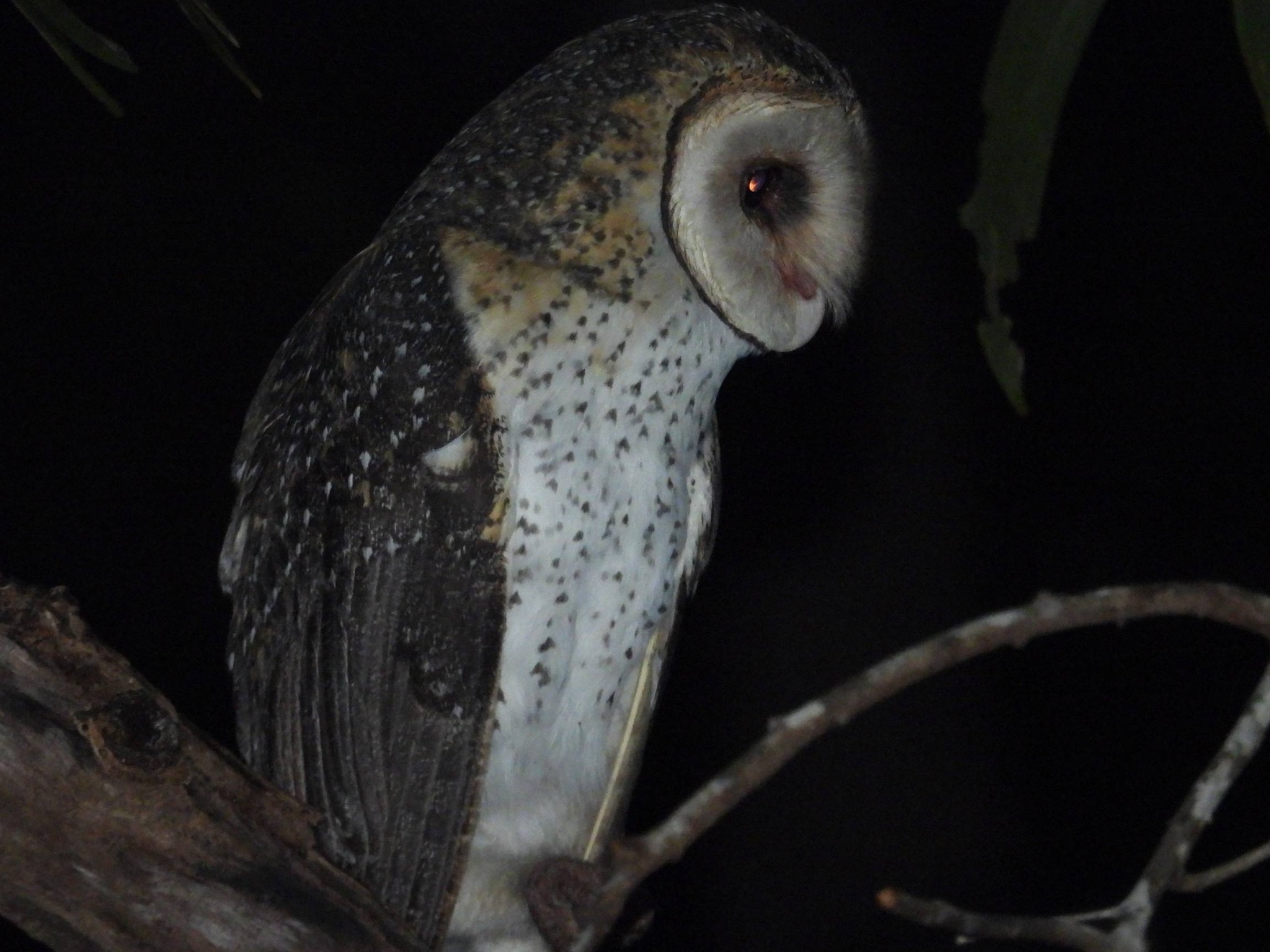 A close-up photo of an owl looking down from the branch it sits on, the bird has spotted brown and white feathers.