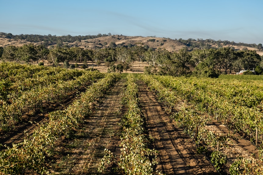 The Barossa Valley is Australia’s premier wine producing region,