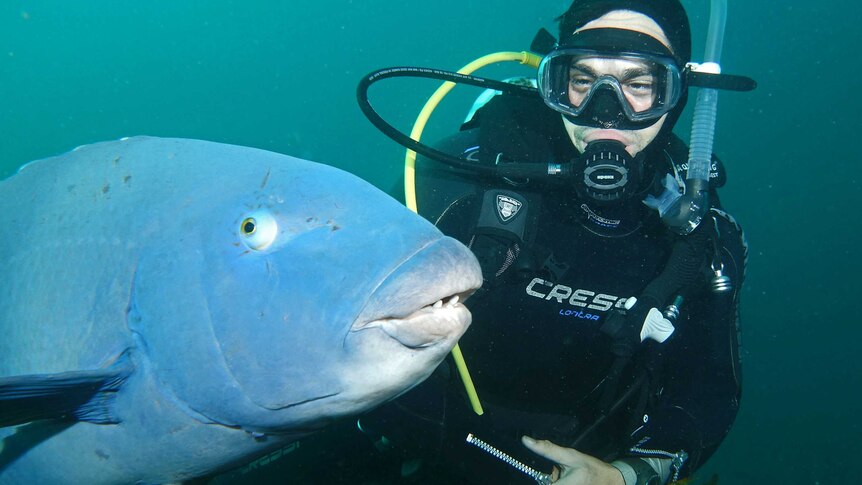 An underwater photo of a URG scuba diver and a blue groper at Shark Point, Clovelly.