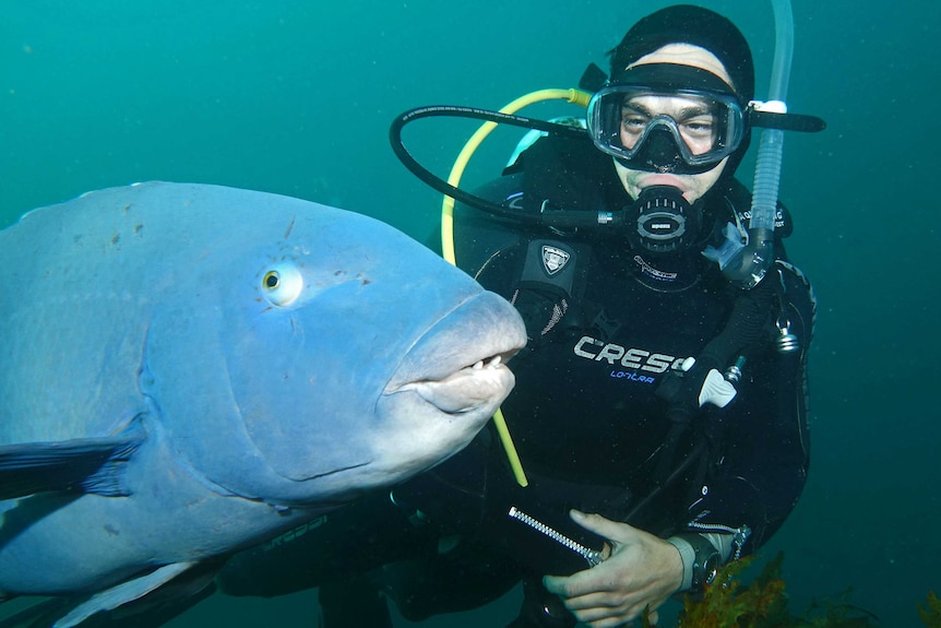 An underwater photo of a URG scuba diver and a blue groper at Shark Point, Clovelly.