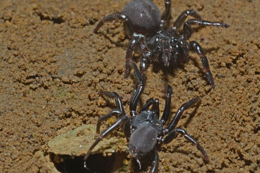 Two Australian trapdoor spiders