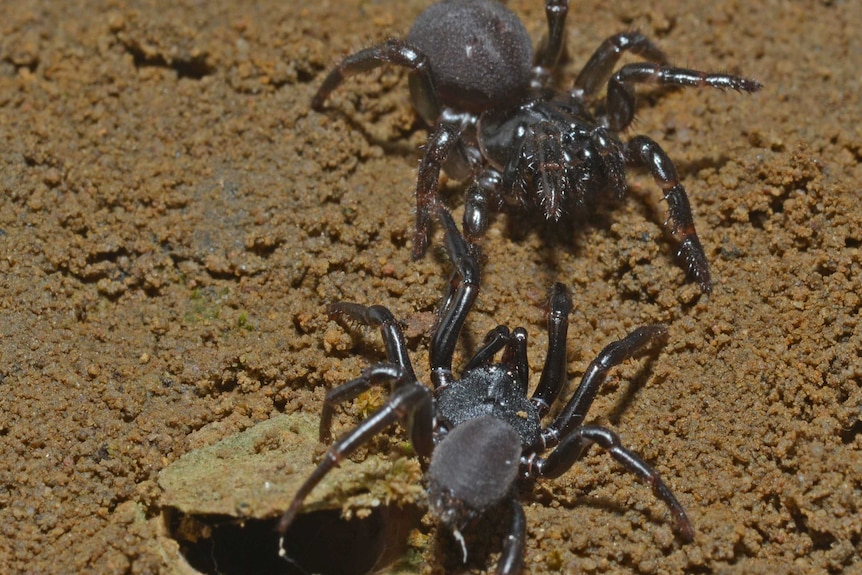 Two Australian trapdoor spiders