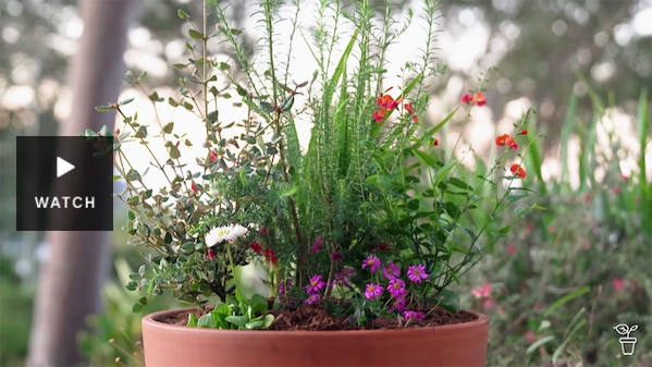 A large pot filled with native flowering plants. Has Video.