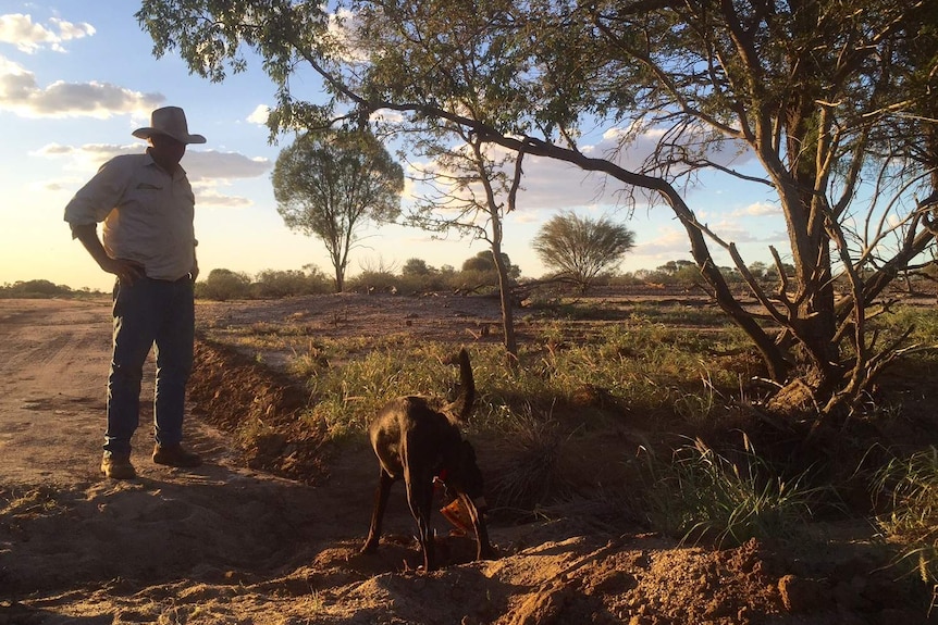 Harry Glasson watches as one of his working dogs sniffs for traces of wild dogs.