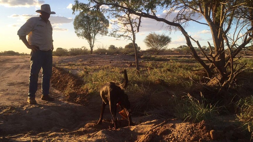 Harry Glasson watches as one of his working dogs sniffs for traces of wild dogs.