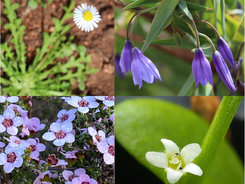 image of four photographs white daisy top left, top right purple bell-shaped flower, bottom right white flower on green leaf, bot