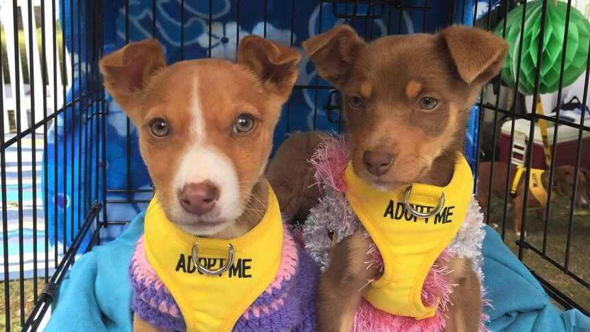 Two puppies sitting in a cage with 'adopt me' harnesses.