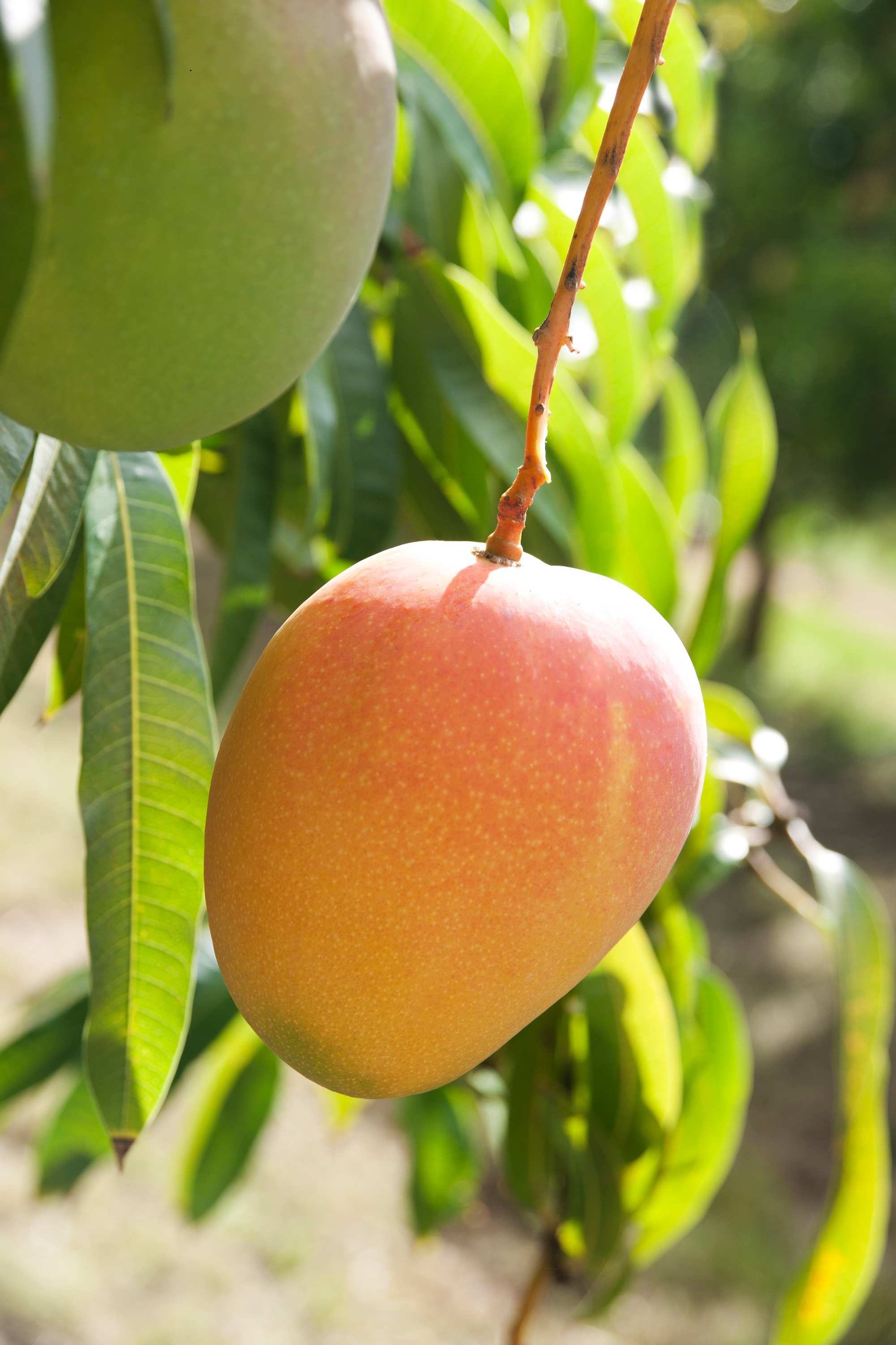 A record year for Honey Gold mangoes ABC News