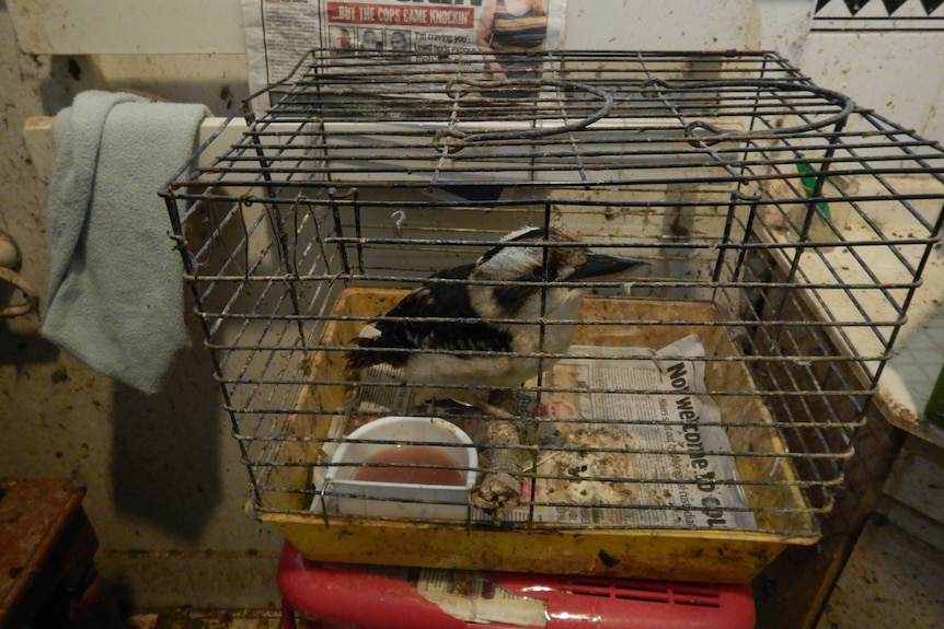 A kookaburra sits inside a cage.