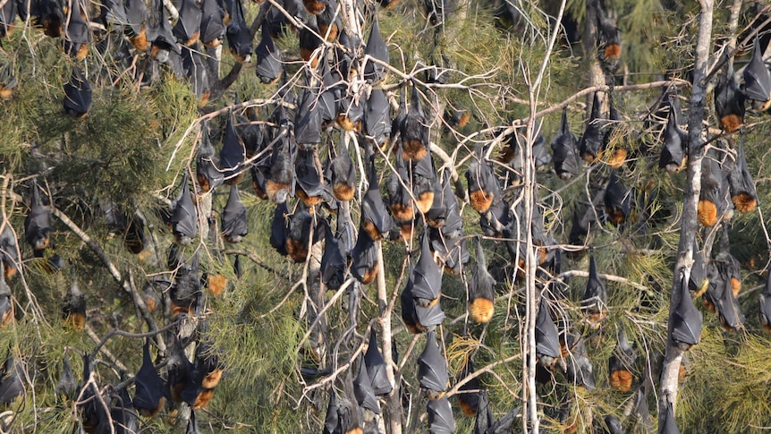 Bats at Batemans Bay on NSW South Coast