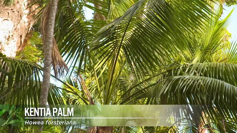 Kentia Palm Image