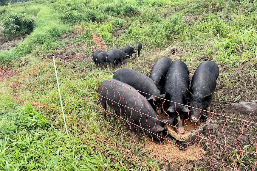 Pigs eating brewers grain inside an electric fence in an open paddock.