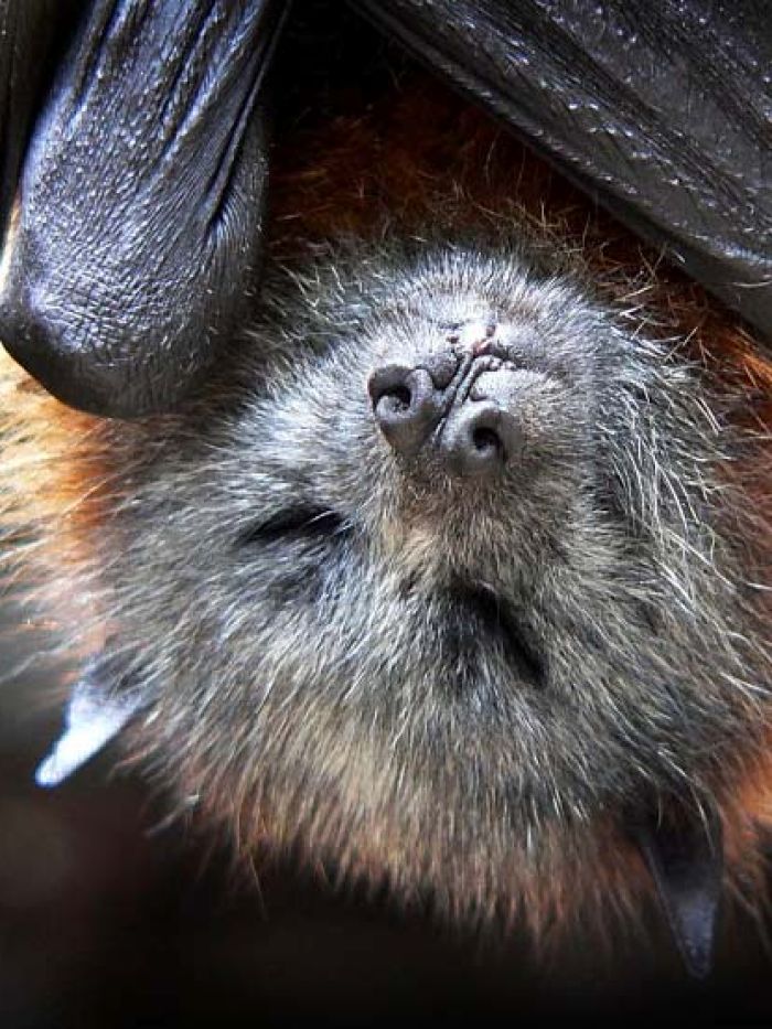 QLD Government moves to change bat shooting laws - ABC News