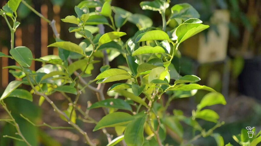 Leaves of a citrus tree.