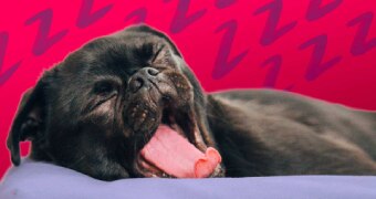 A black dog yawns in front of an illustrated background in an image depicting sleep.