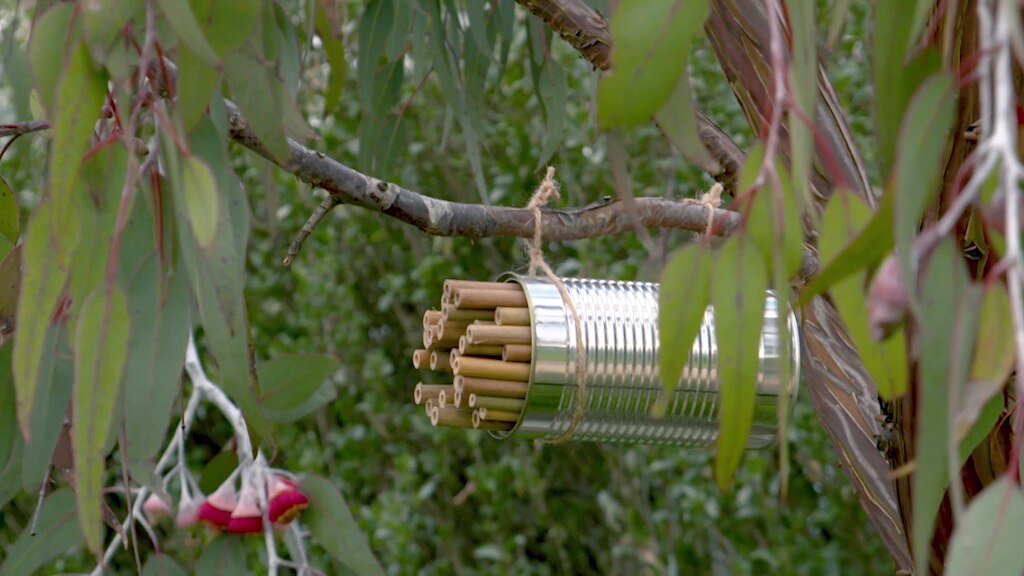 A bee hotel hanging in a tree made from a can filled with bamboo canes. 