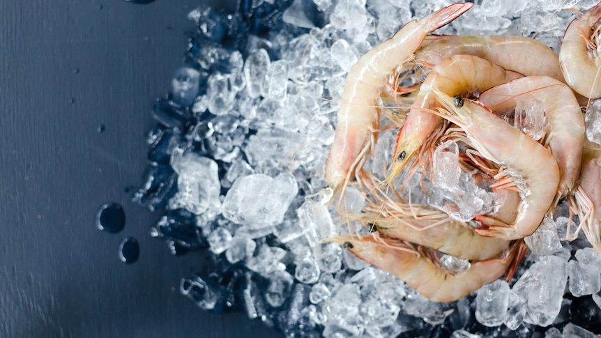 Prawns on a bed of ice. 