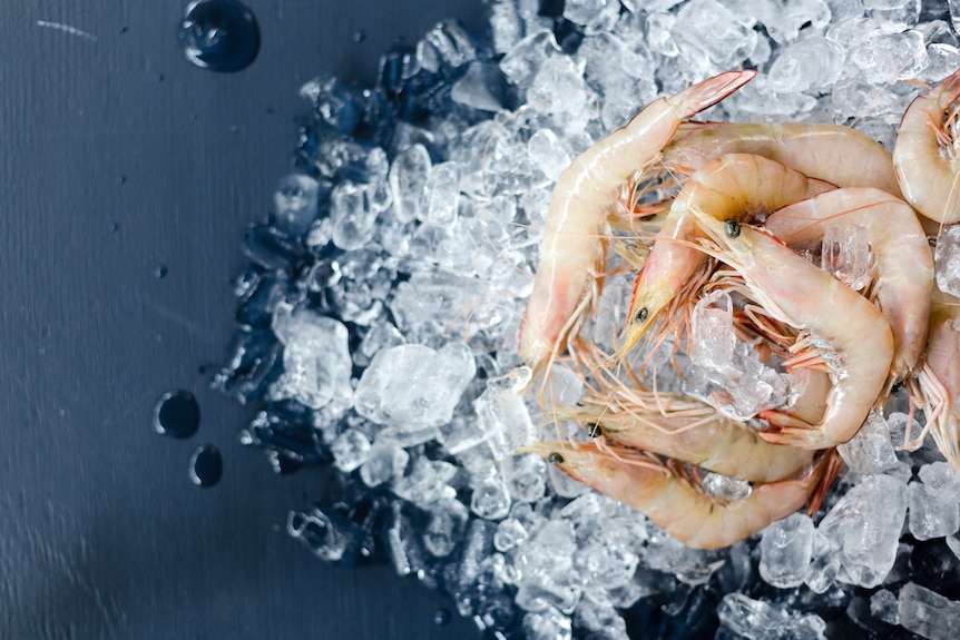 Prawns on a bed of ice. 