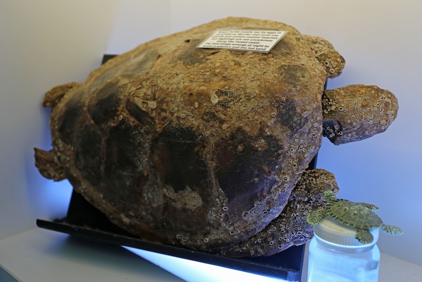 Mummified turtle on display