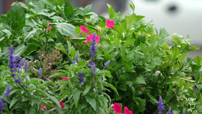 Plants with pink and purple flowers