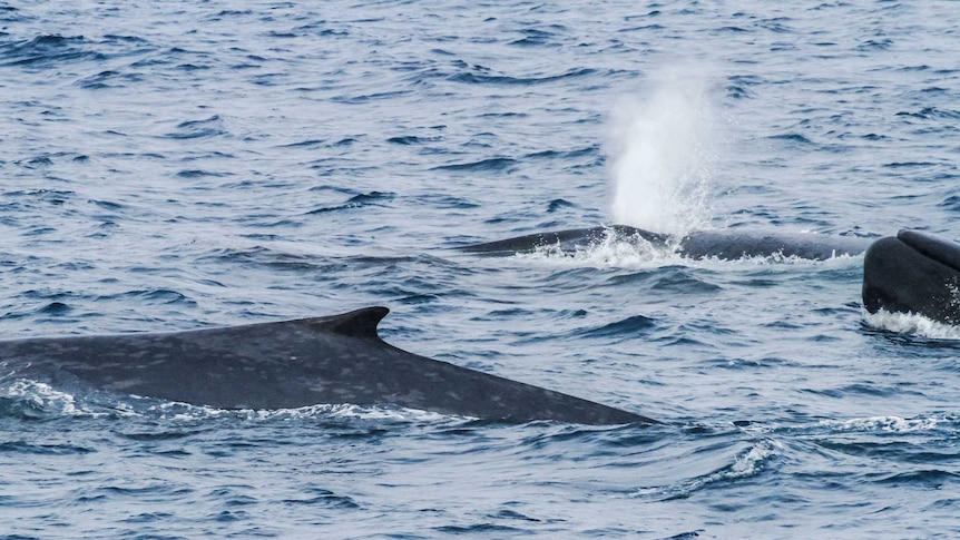 Blue whales at Balleny Island in the Southern Ocean.