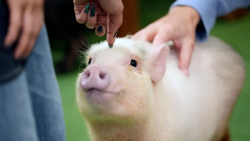 A hand reaches to pat a small light pink pig.