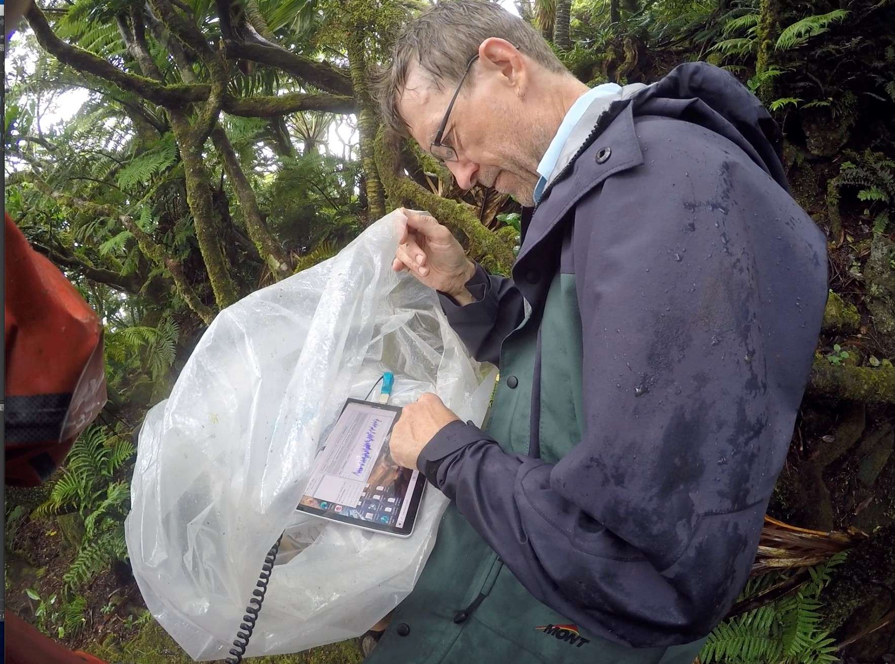 Cloud forest thrives on World Heritage-listed Lord Howe Island after ...
