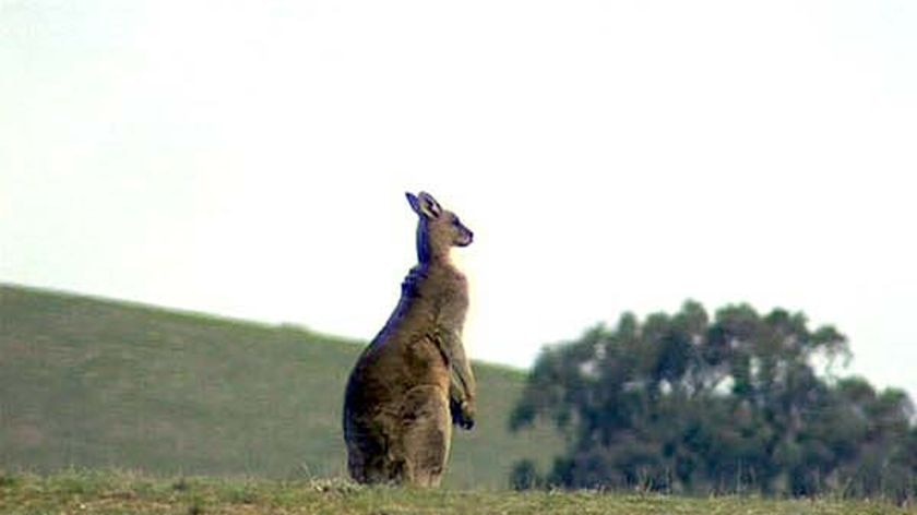 Roo reprieve: The Defence Department wants to carry out a scientific trial of kangaroo management techniques.