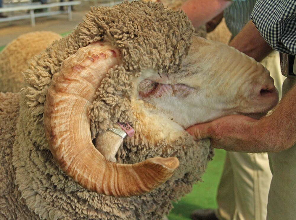 Renewed producer interest in the future of sheep is driving research ...