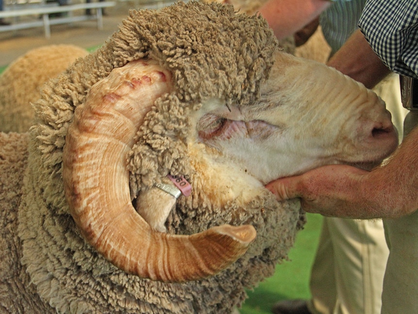 Close up photo of hands holding the head of a merino to inspect the sheep.