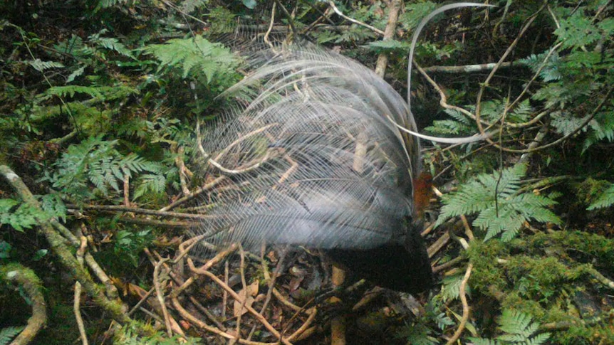 An Albert's lyrebird standing on the forest floor displaying its intricate white tail feathers, which are obscuring its body.