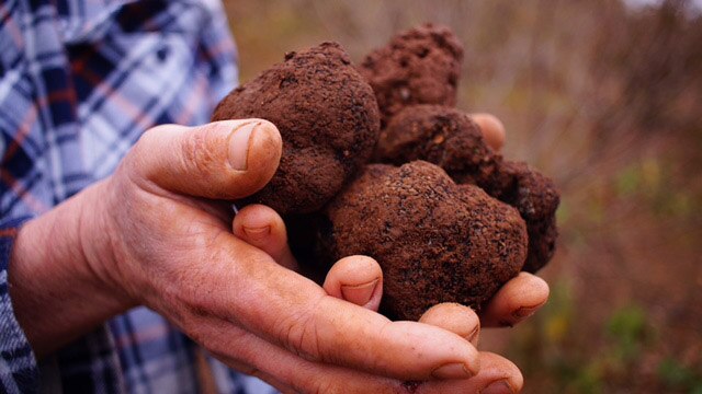 Truffle Gastronomy, Truffles, Food