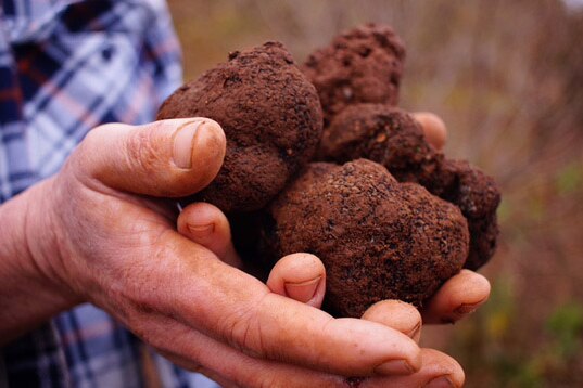 Hands hold a pile of fresh truffles.