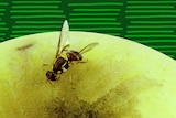 A fruit fly on an apple.