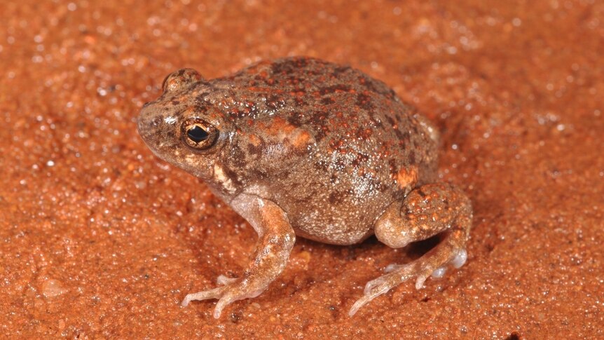 Genetic testing finds new mini frog - ABC News