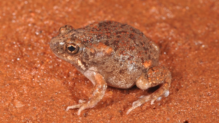 Pilbara toadlet