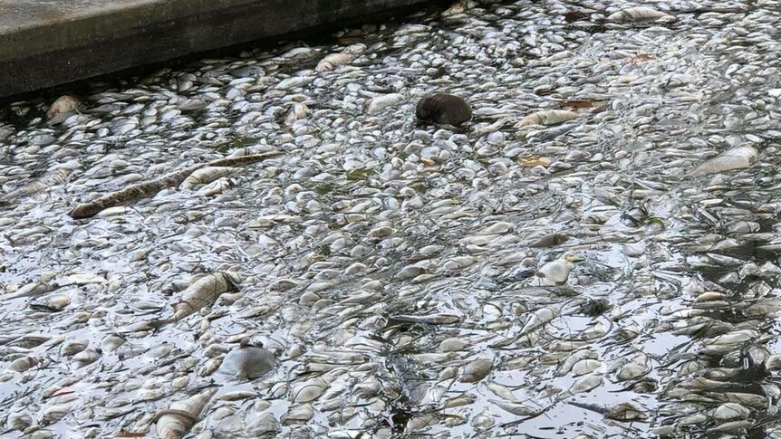 There has been a massive number of fish killed in the latest Florida Red Tide outbreak.