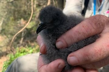 A small fluffy grey chick being held in someone's hand.