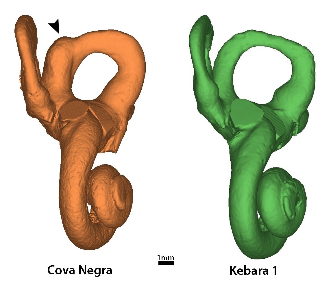 Two 3D models of circular inner ear bones, one coloured orange and one green. The green model has a wider loop than the orange.